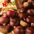Fresh Chestnut, bulk chestnuts, Hebei raw chestnuts for sale